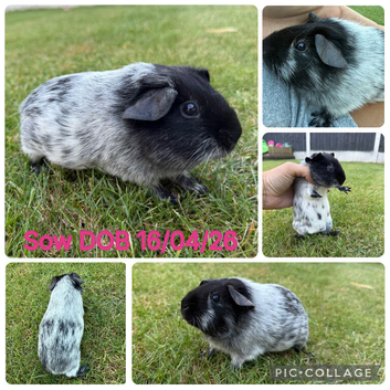 Guinea Pig Sow For Sale
