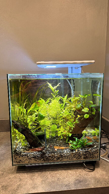 5x pea puffer fish, shrimp & tank