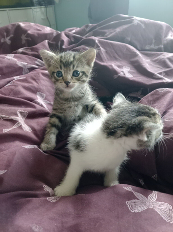 White and tabby kittens