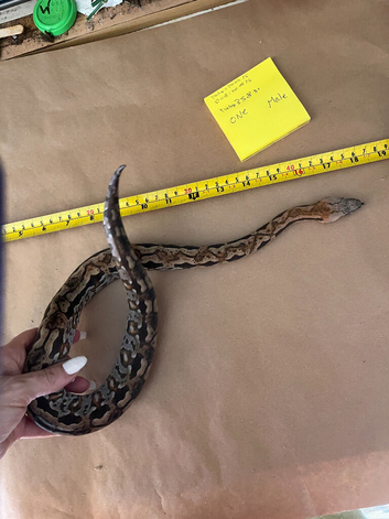 Madagascar ground boa