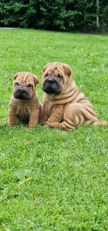 Shar Pei Puppy from poag/pll and spaid screened parents