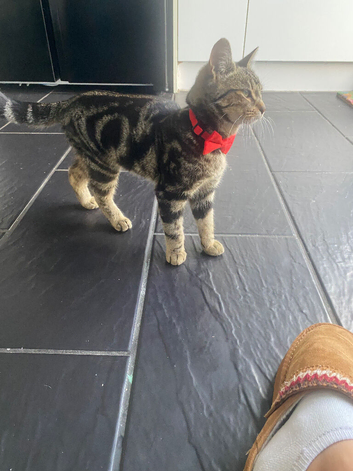 Lovely 10 month old neutered male