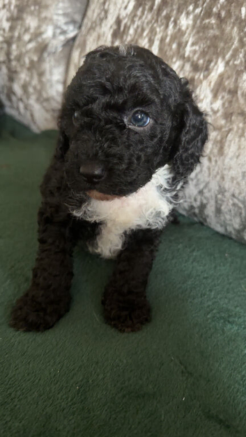 Black and white toy poodle