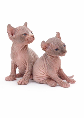 Champion Line Sphynx kittens.