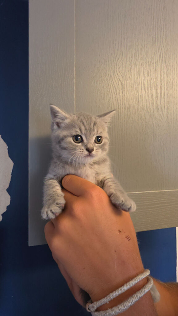 READY pure tabby british short hair
