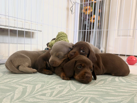 Absolutely gorgeous super miniature dachshunds