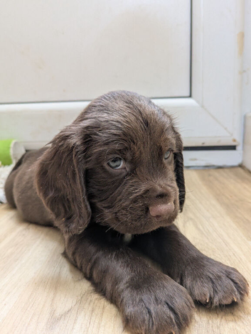 Quality F1B Sprocker Spaniel Puppies