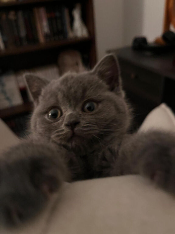 British short hair kitten