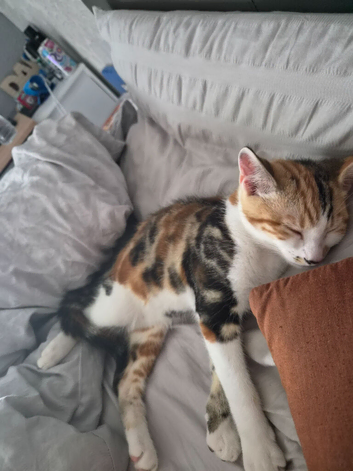 Female kitten