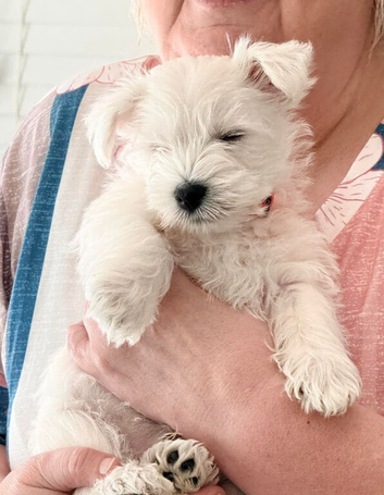 West highland terrier puppies