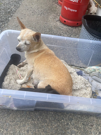 Pups loving life