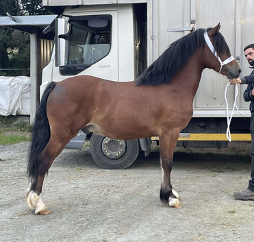 4 year old project gelding