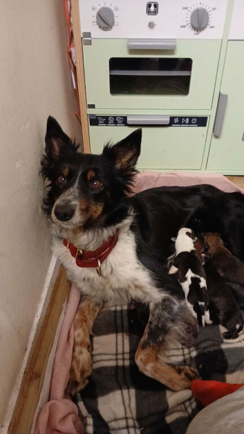 whippet collie greyhound puppies