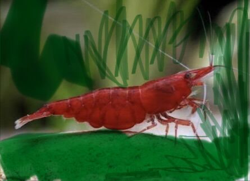 Beautiful Red cherry shrimps for sale