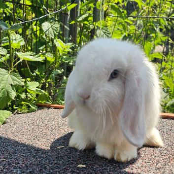 Vaccinated Mini Lop