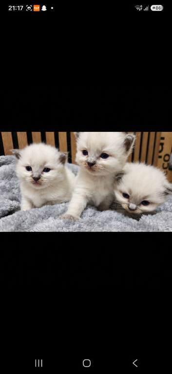 Stunning Blue Point Ragdoll Kittens Looking for Their Forever Homes