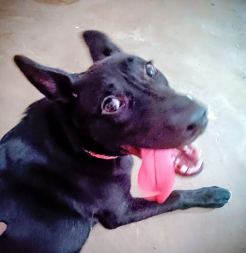Tamaskan X pup needs home
