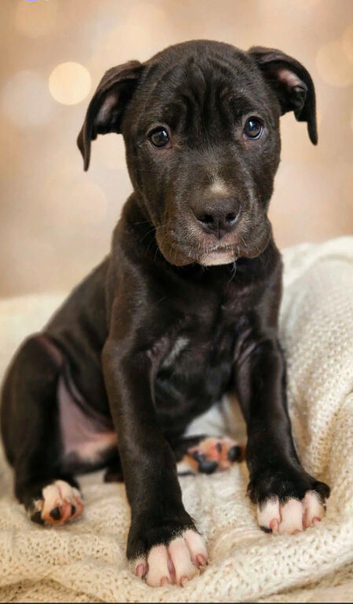 Karma and opal looking for seperate homes