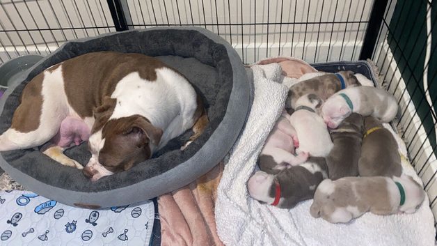 OLDE ENGLISH BULLDOGGE PUPPIES