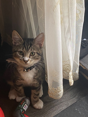 4 month old tabby cat