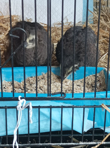 QUAILS Available fully feathered Chocolate brown colouring Boy male and matching female - 4 weeks old £14