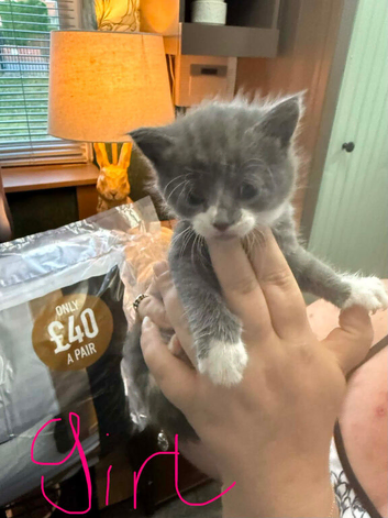 4 beautiful kittens 3 girls & 1 boy
