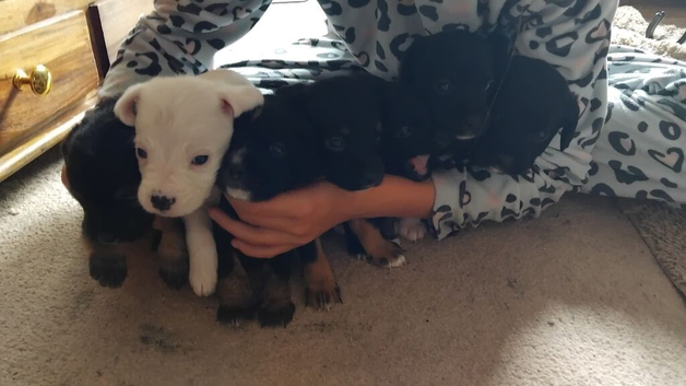 7 cockapoo x staffyjack puppys