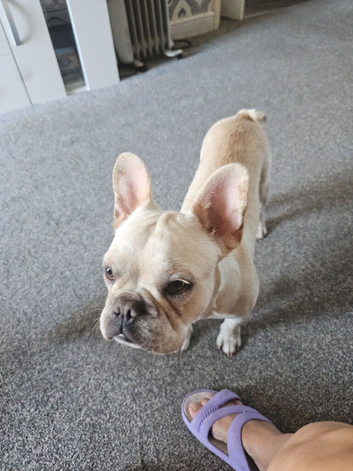 French bull dog