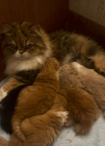 Scottish Fold TICA registered