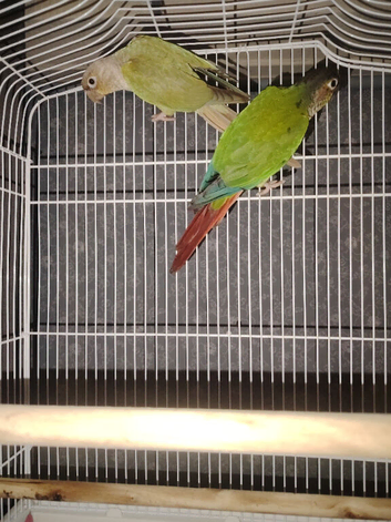 Pair of conures 2019 rung