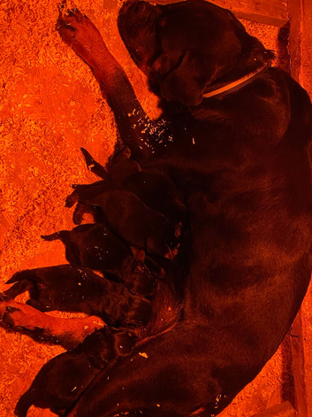 Top quality kc Rottweiler pups german/serbian