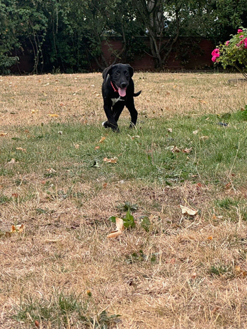 Reduced Lab x beagle pups