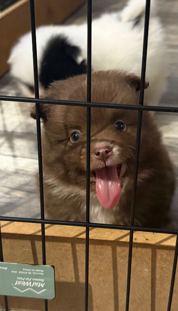 Chocolate Brown boy Pomeranian