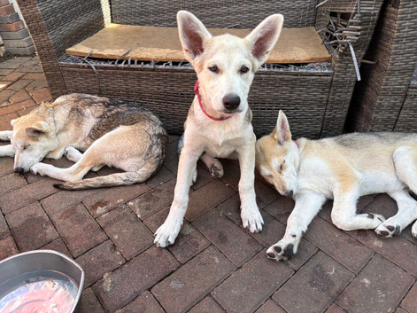 Low content wolf dog puppies