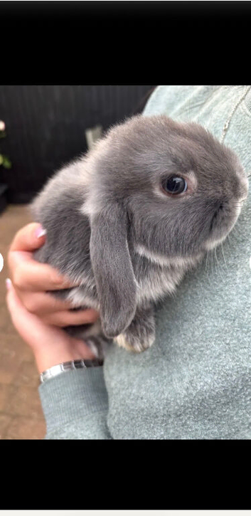2 Gorgeous mini lops , 12 week old little boys