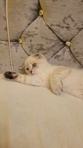 Scottish fold/straight kittens