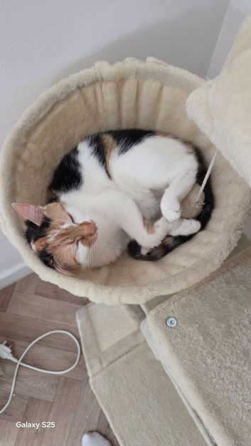 My Calico Girl