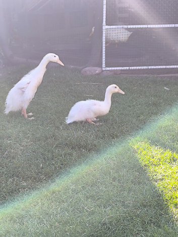 Two Indian Runner ducklings
