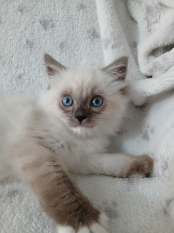 Ragdoll Kittens** READY NOW **
