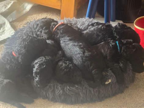 Cockapoo Puppies