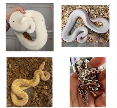 urgent Snakes for sale ball pythons