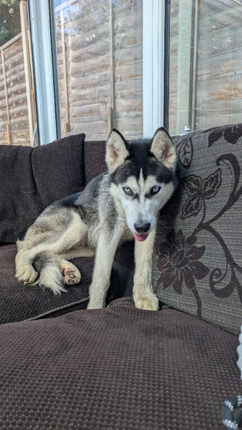 Poppy Husky