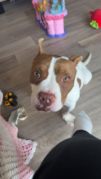 American Bully