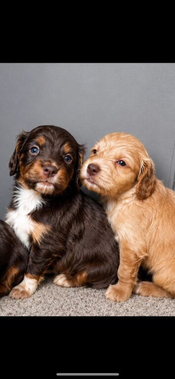 Beautiful Cocker Spaniel Puppies &ndash; Ready for Their Forever Homes ️