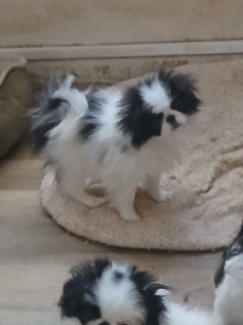 Japanese Chin puppies