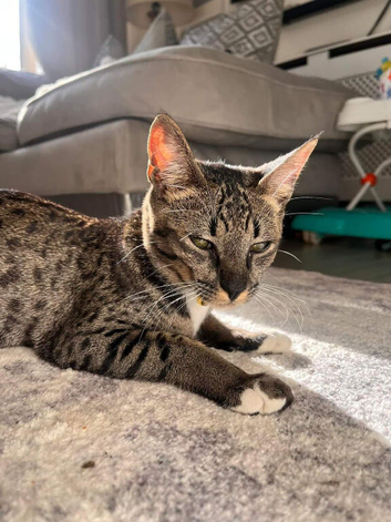 Female F5 savannah
