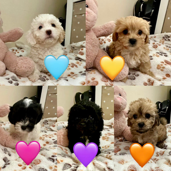 Ready Now - Beautiful Shihpoochon Puppies