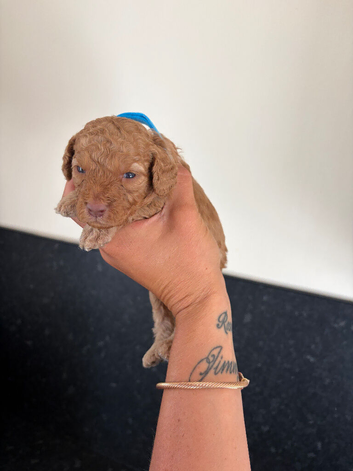 Miniature cockapoo puppies