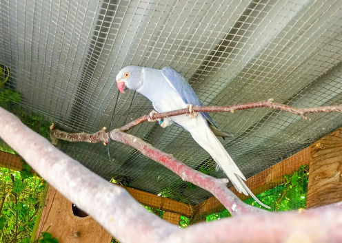 Proven pair of Ringnecks