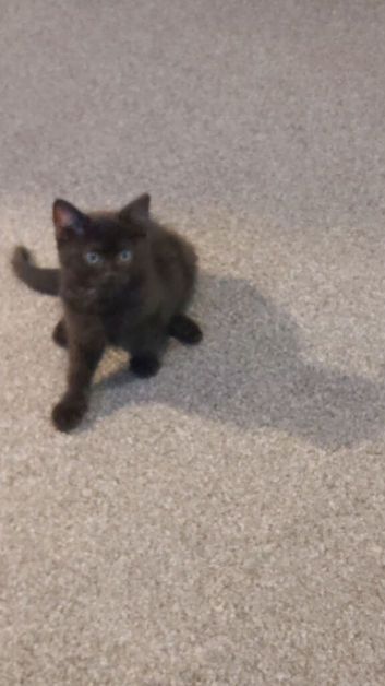Gorgeous last of the litter bsh x male